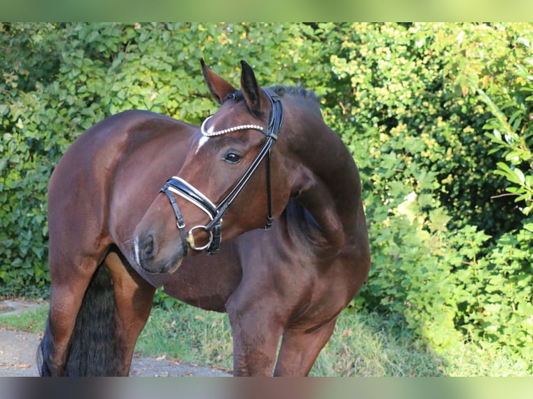 Deutsches Reitpony Stute 3 Jahre 161 cm Brauner in Recke, bei Osnabrück