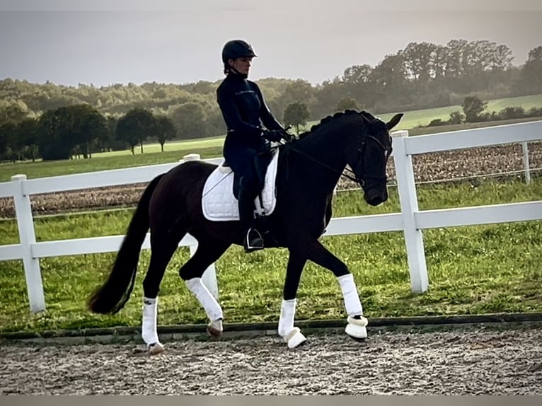 Deutsches Reitpony Stute 3 Jahre 161 cm Brauner in Recke, bei Osnabrück