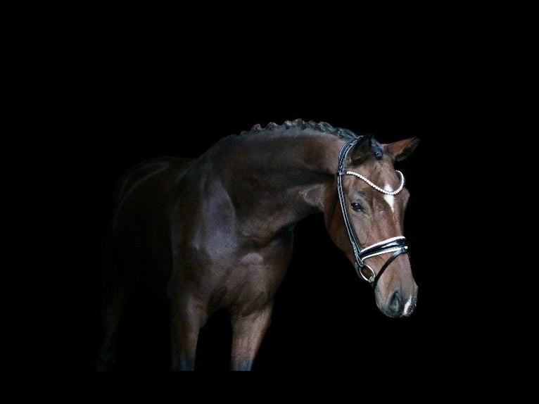 Deutsches Reitpony Stute 3 Jahre 161 cm Brauner in Recke, bei Osnabrück