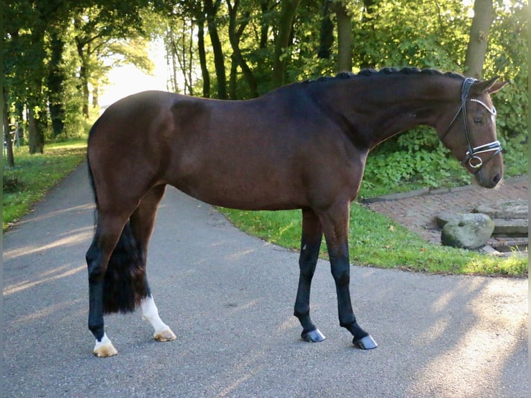 Deutsches Reitpony Stute 3 Jahre 161 cm Brauner in Recke, bei Osnabrück