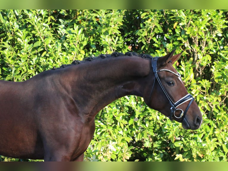 Deutsches Reitpony Stute 3 Jahre 161 cm Brauner in Recke, bei Osnabrück