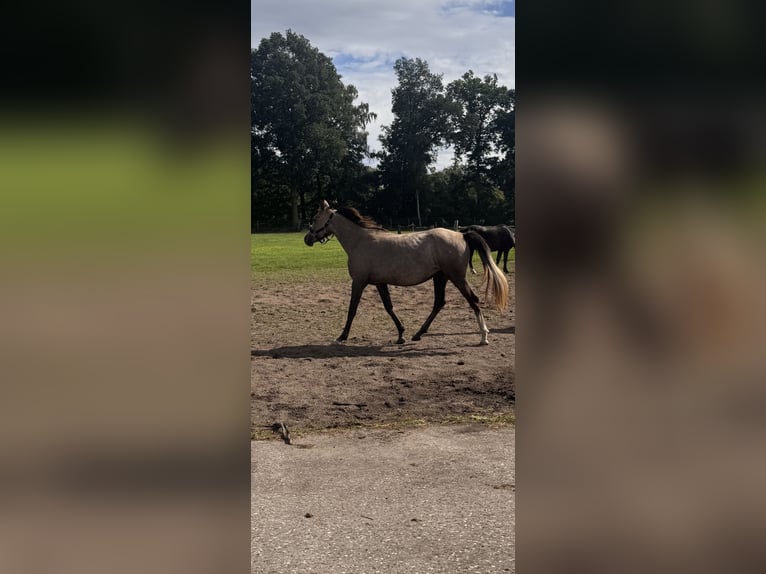 Deutsches Reitpony Stute 3 Jahre in Adelheidsdorf