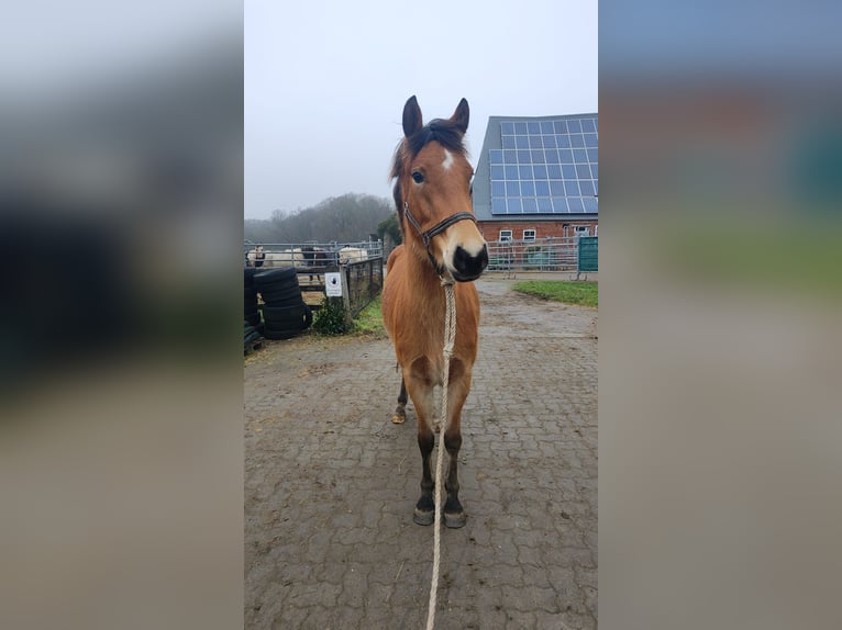 Deutsches Reitpony Stute 3 Jahre in Ritterhude