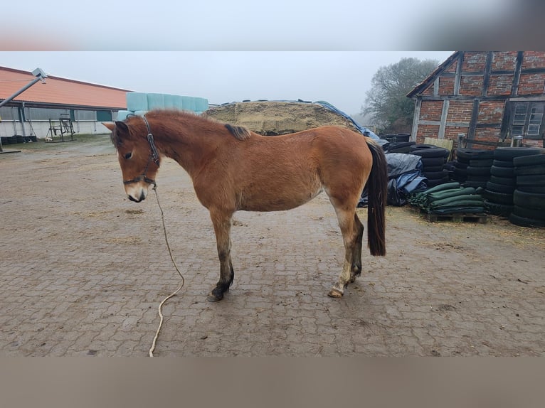 Deutsches Reitpony Stute 3 Jahre in Ritterhude