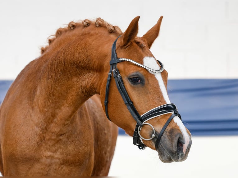 Deutsches Reitpony Stute 3 Jahre Fuchs in Marsberg