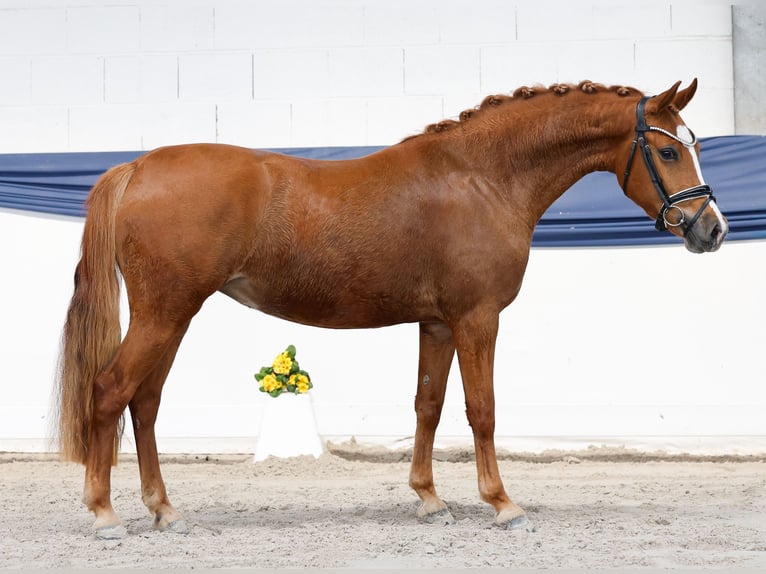 Deutsches Reitpony Stute 3 Jahre Fuchs in Marsberg