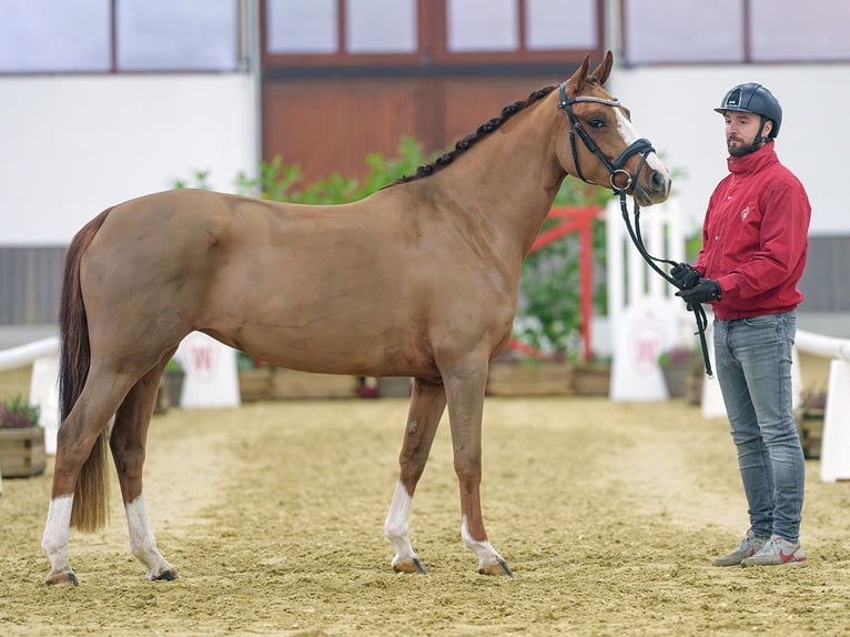 Deutsches Reitpony Stute 3 Jahre Fuchs in Münster-Handorf