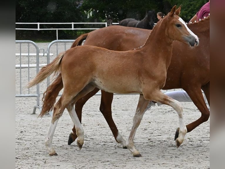 Deutsches Reitpony Stute 3 Jahre Fuchs in Reichenwalde