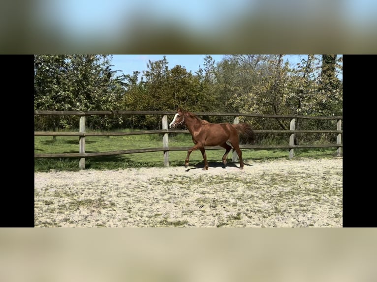 Deutsches Reitpony Stute 3 Jahre Fuchs in TwistringenTwistringen