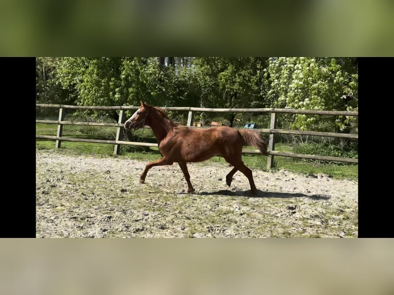 Deutsches Reitpony Stute 3 Jahre Fuchs in TwistringenTwistringen