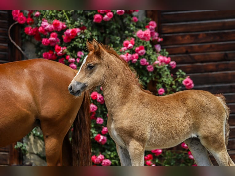 Deutsches Reitpony Stute 3 Jahre Fuchs in Bad Endorf