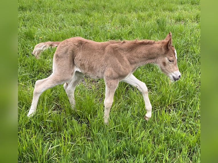 Deutsches Reitpony Stute 3 Jahre Fuchs in Bad Endorf