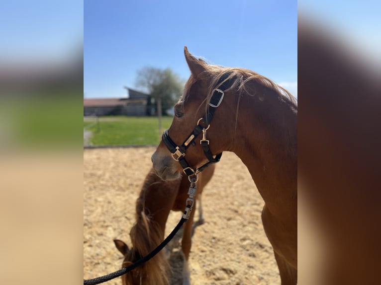 Deutsches Reitpony Stute 3 Jahre Fuchs in Bad Endorf