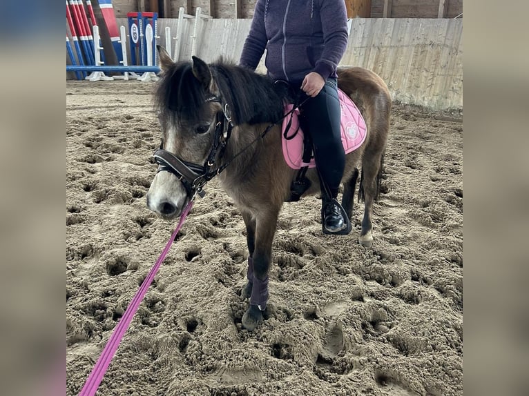 Deutsches Reitpony Stute 4 Jahre 125 cm Braunfalbschimmel in Fehrbellin