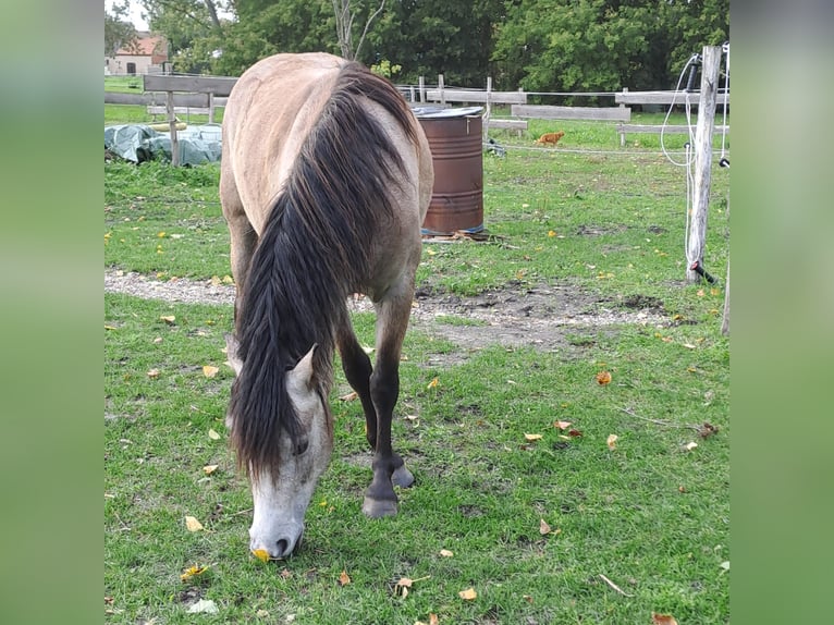 Deutsches Reitpony Stute 4 Jahre 125 cm Braunfalbschimmel in Fehrbellin