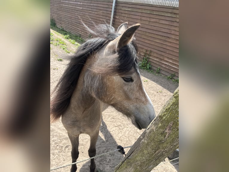 Deutsches Reitpony Stute 4 Jahre 125 cm Braunfalbschimmel in Fehrbellin