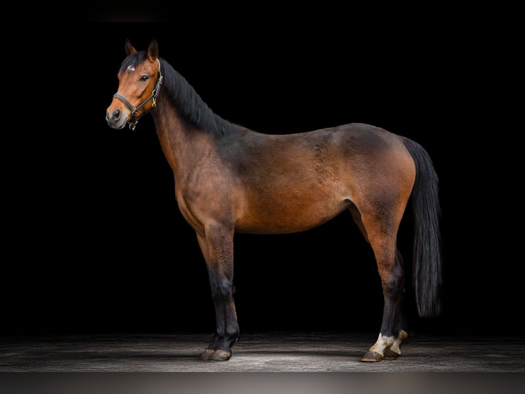 Deutsches Reitpony Stute 4 Jahre 135 cm Brauner in Maulbronn