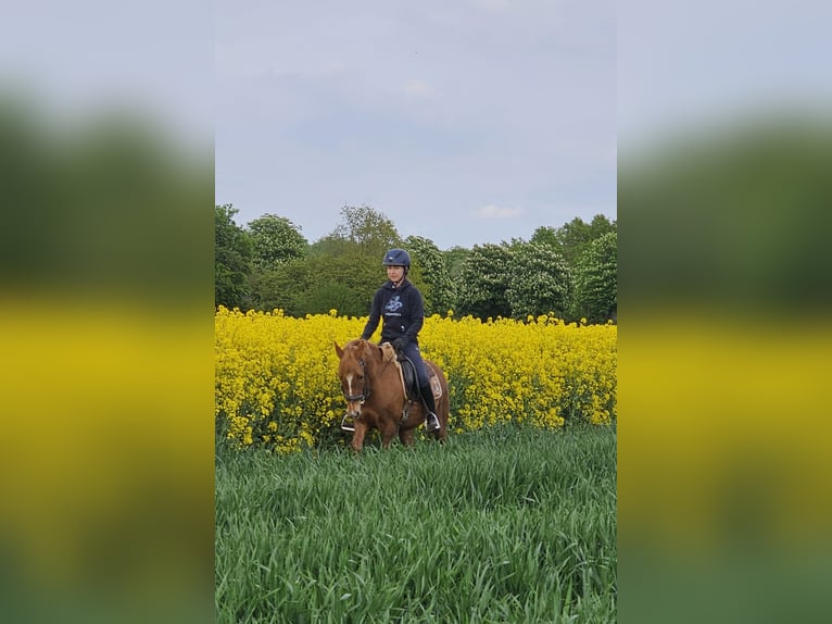 Deutsches Reitpony Stute 4 Jahre 135 cm Fuchs in Kehrsen