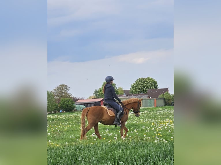 Deutsches Reitpony Stute 4 Jahre 135 cm Fuchs in Kehrsen