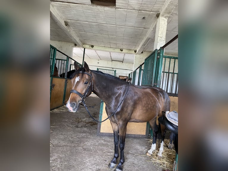Deutsches Reitpony Stute 4 Jahre 137 cm Rotbrauner in fabianki