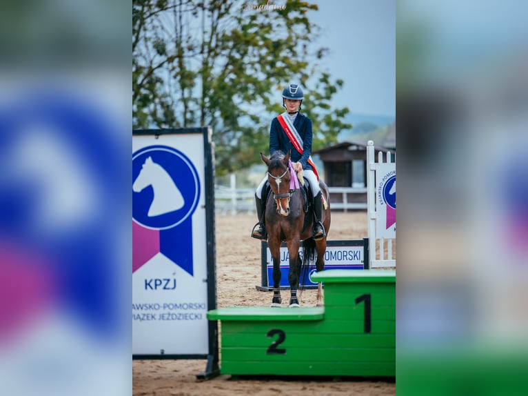 Deutsches Reitpony Stute 4 Jahre 137 cm Rotbrauner in fabianki