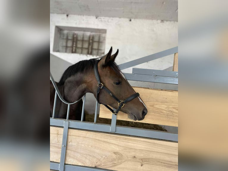 Deutsches Reitpony Stute 4 Jahre 137 cm Rotbrauner in fabianki