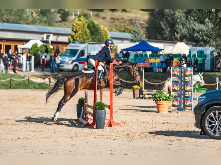 Deutsches Reitpony Stute 4 Jahre 137 cm Rotbrauner in fabianki