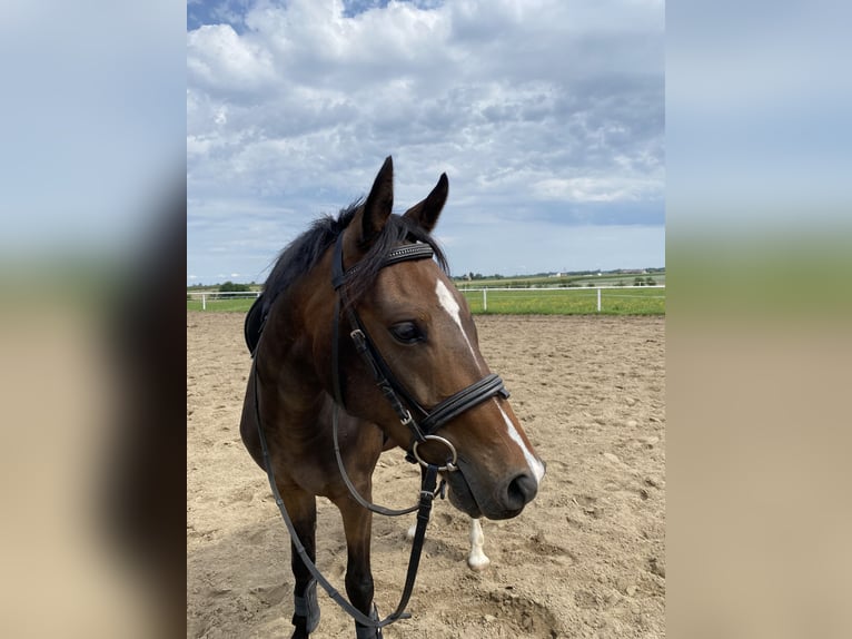 Deutsches Reitpony Stute 4 Jahre 137 cm Rotbrauner in fabianki