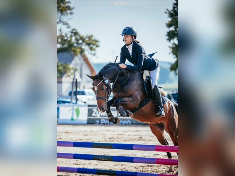 Deutsches Reitpony Stute 4 Jahre 137 cm Rotbrauner in fabianki
