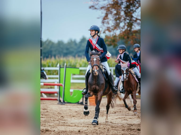 Deutsches Reitpony Stute 4 Jahre 137 cm Rotbrauner in fabianki