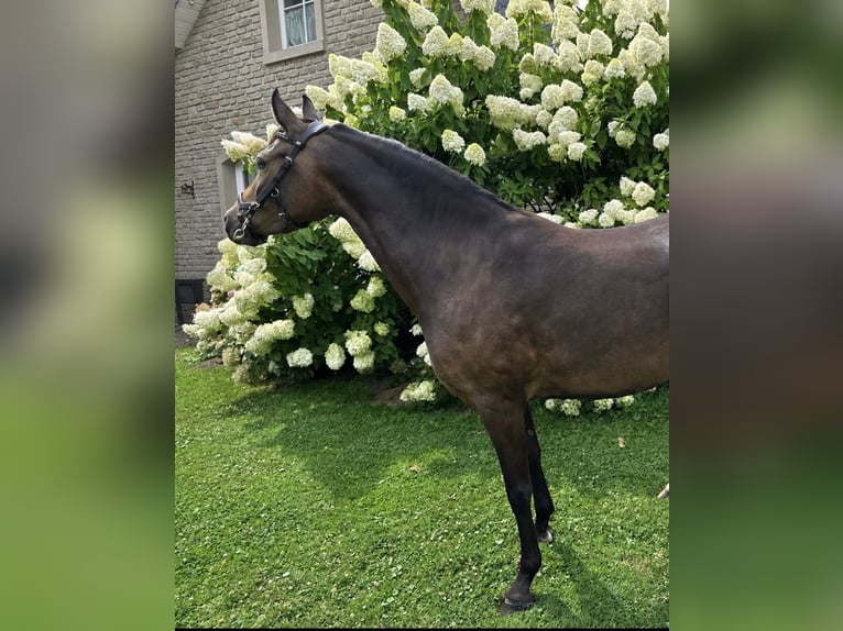 Deutsches Reitpony Stute 4 Jahre 138 cm Buckskin in Düsseldorf