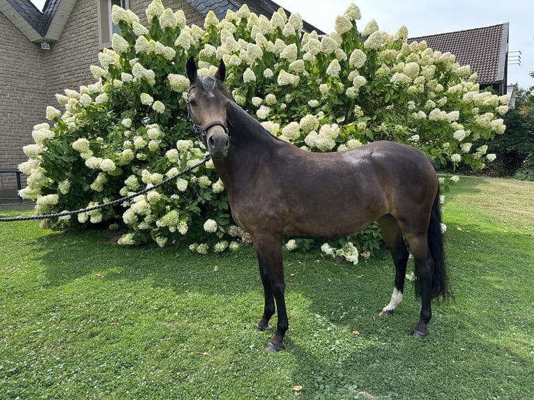 Deutsches Reitpony Stute 4 Jahre 138 cm Buckskin in Düsseldorf