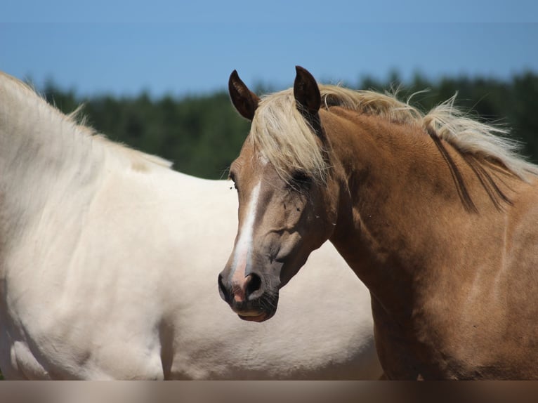 Deutsches Reitpony Stute 4 Jahre 138 cm Palomino in Bullange