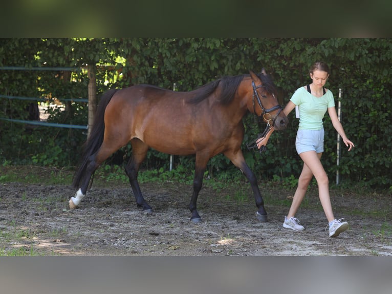 Deutsches Reitpony Stute 4 Jahre 139 cm Brauner in Vilsbiburg