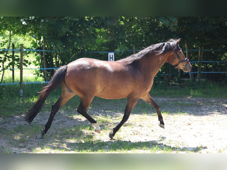 Deutsches Reitpony Stute 4 Jahre 139 cm Brauner in Vilsbiburg