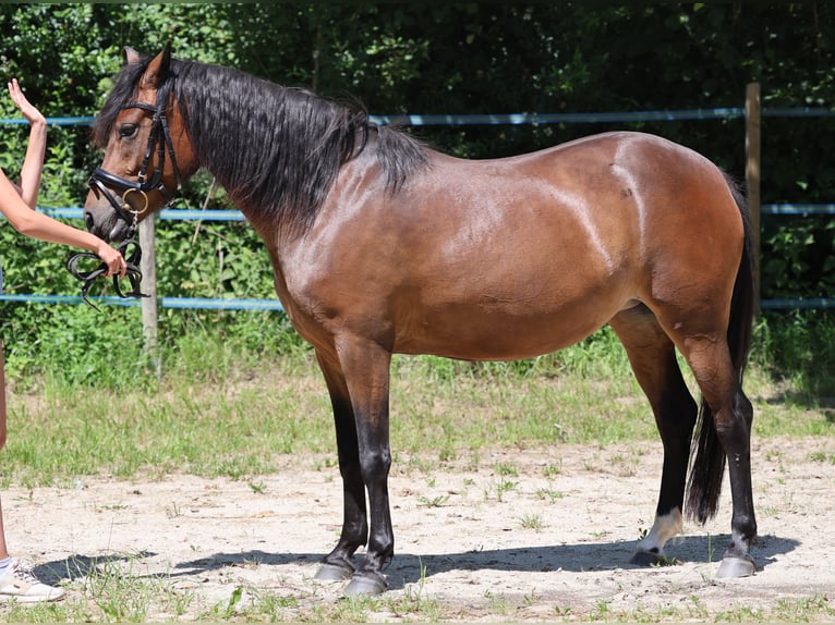 Deutsches Reitpony Stute 4 Jahre 139 cm Brauner in Vilsbiburg