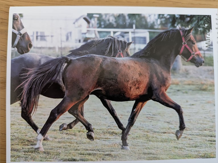 Deutsches Reitpony Stute 4 Jahre 139 cm Brauner in Vilsbiburg