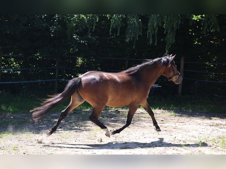 Deutsches Reitpony Stute 4 Jahre 139 cm Brauner in Vilsbiburg