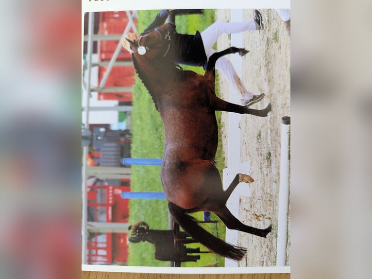 Deutsches Reitpony Stute 4 Jahre 139 cm Brauner in Vilsbiburg