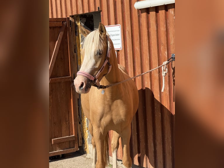 Deutsches Reitpony Stute 4 Jahre 139 cm Palomino in Overath