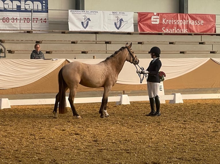Deutsches Reitpony Stute 4 Jahre 140 cm Buckskin in ZweibrückenZweibrücken