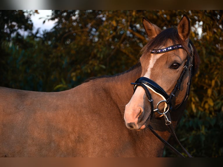 Deutsches Reitpony Stute 4 Jahre 140 cm Buckskin in Saerbeck