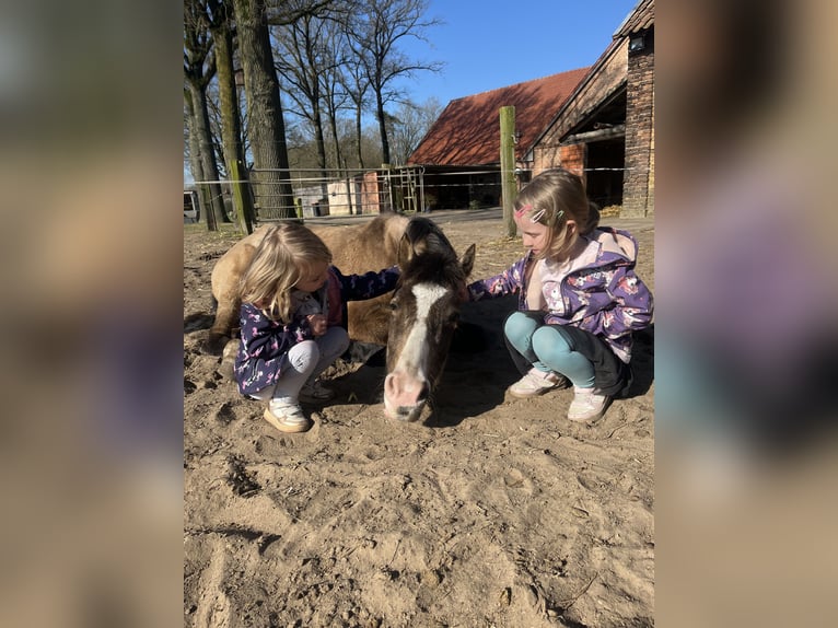 Deutsches Reitpony Stute 4 Jahre 140 cm Buckskin in Saerbeck