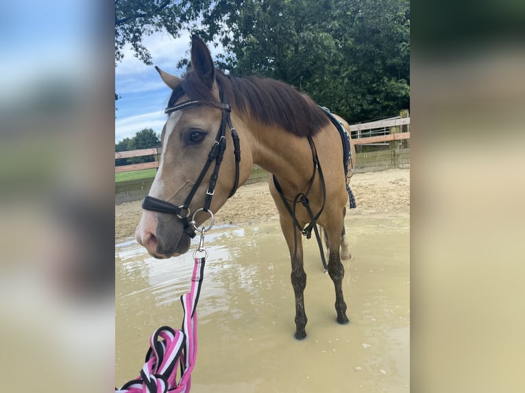 Deutsches Reitpony Stute 4 Jahre 140 cm Buckskin in Saerbeck