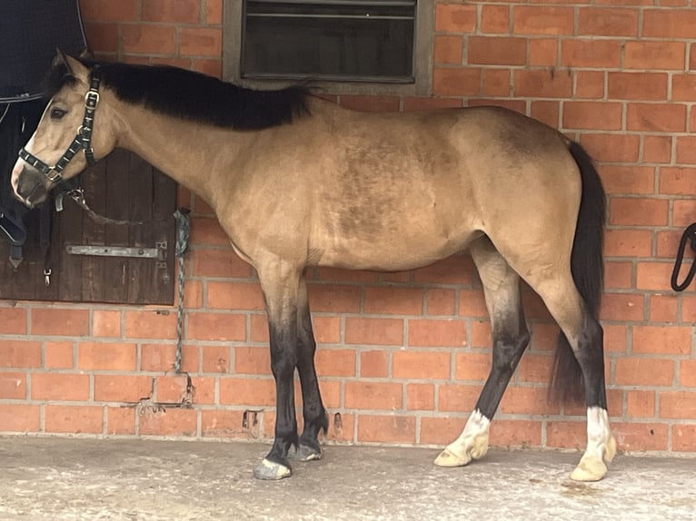 Deutsches Reitpony Stute 4 Jahre 140 cm Buckskin in Saerbeck