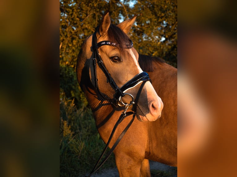 Deutsches Reitpony Stute 4 Jahre 140 cm Buckskin in Saerbeck