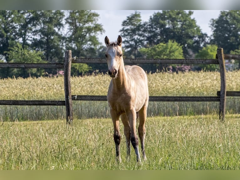 Deutsches Reitpony Stute 4 Jahre 140 cm Falbe in Münster