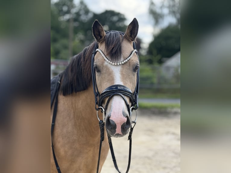 Deutsches Reitpony Stute 4 Jahre 140 cm Falbe in Münster