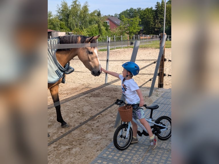 Deutsches Reitpony Stute 4 Jahre 140 cm Falbe in Münster