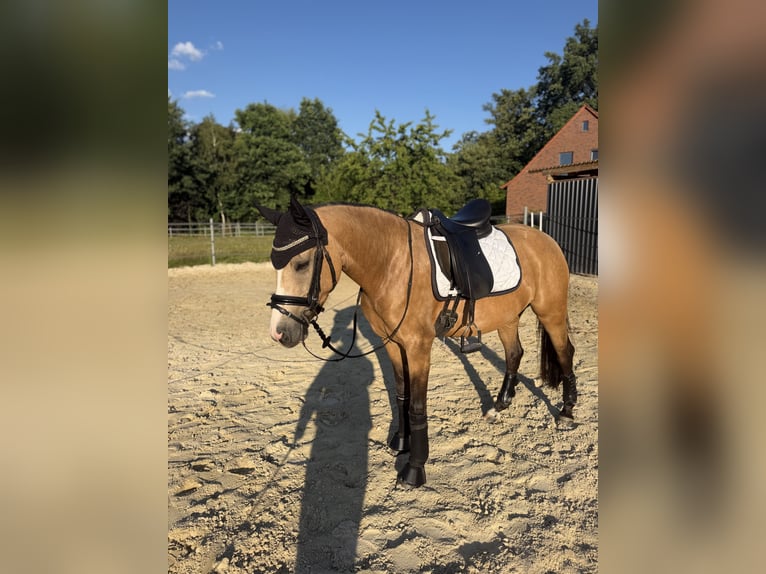 Deutsches Reitpony Stute 4 Jahre 140 cm Falbe in Münster